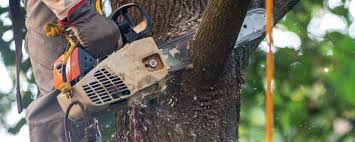 Best Tree Risk Assessment  in Lost Hills, CA