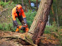Best Fruit Tree Pruning  in Lost Hills, CA