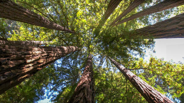 How Our Tree Care Process Works  in  Lost Hills, CA
