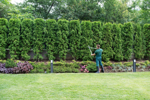 Best Tree Trimming and Pruning  in Lost Hills, CA