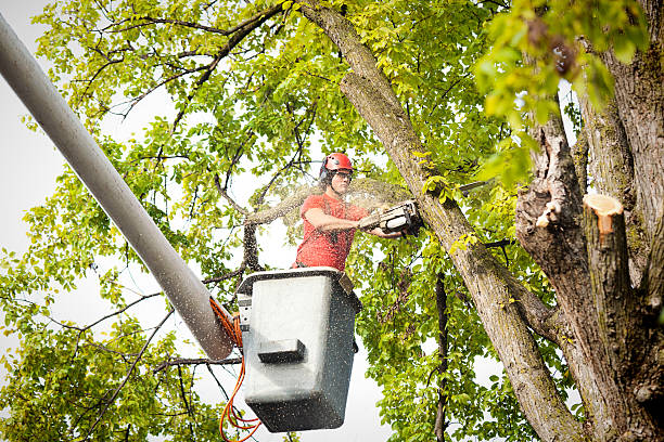 Best Hazardous Tree Removal  in Lost Hills, CA